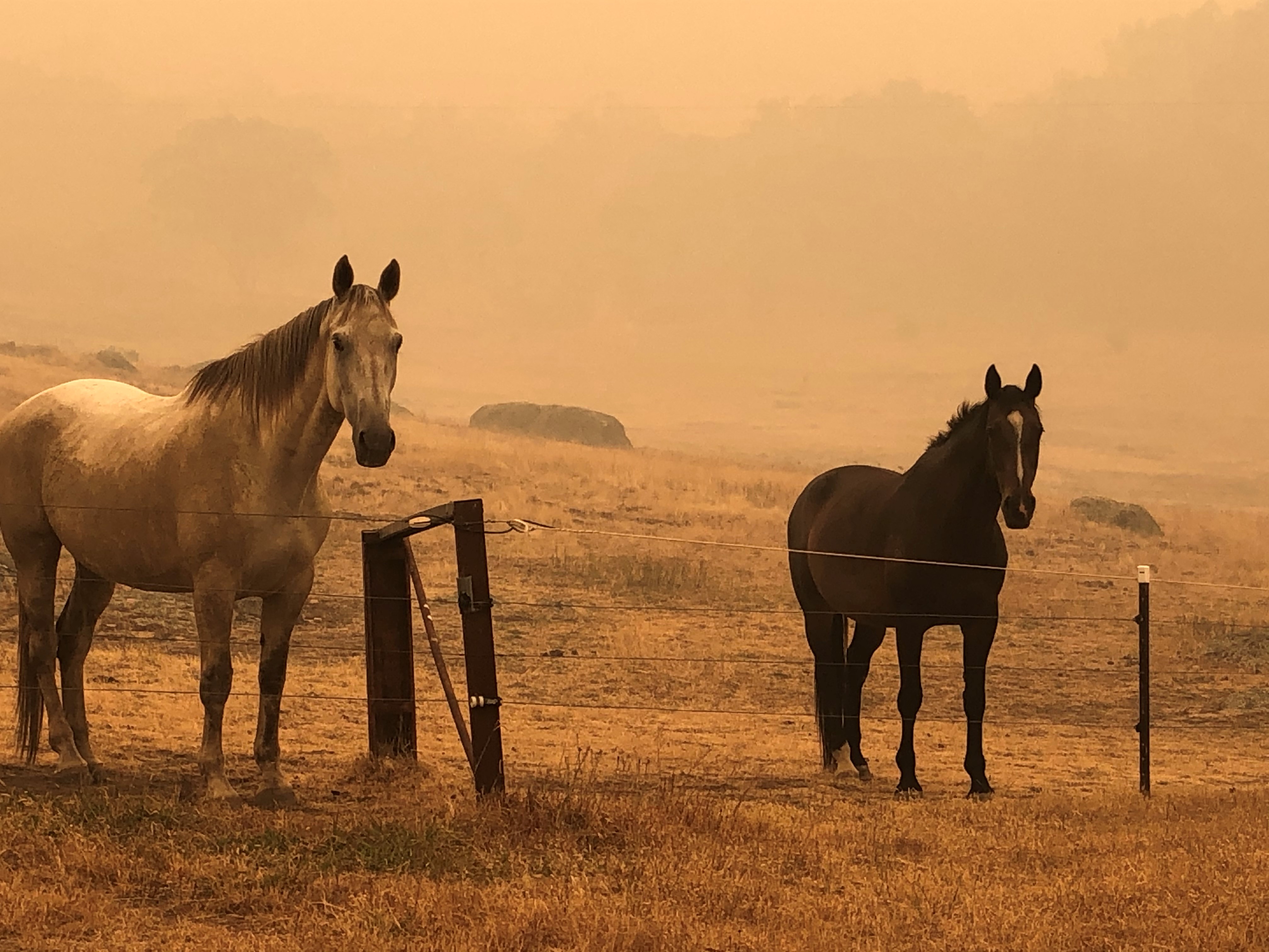 International Equestrian community comes together to support Australian fire relief